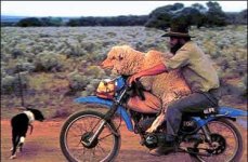 sheep_biker.jpg