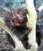 Porcupine Pippin 2.jpg