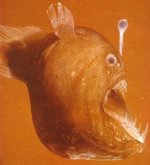 Anglerfish1.jpg