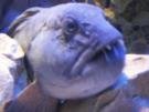 Ugly fish.jpg