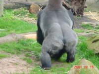 gorilla3-silverback.jpg