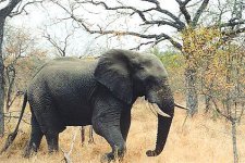 108-Elephant%20Teenager,%20South%20Africa.jpg