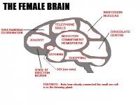 the female brain.jpg