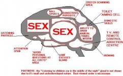 the male brain 1.jpg