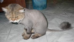 lioncut1.jpg