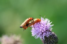 IMG_8764_två insekter.jpg