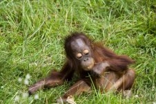 IMG_9134_orangutang4.jpg