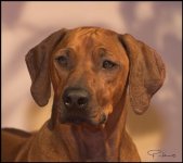 Rhodesian Ridgeback 01.jpg