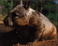 wombat.jpg