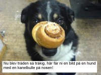 bullhund.JPG