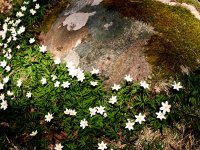 stone-and-flowers.jpg