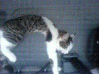 Katten 2.GIF