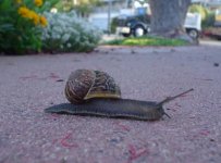 snail.jpg