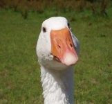 goose2.JPG