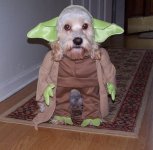 Yoda dog.jpg