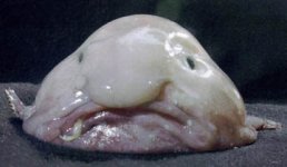 Blobfish.jpg