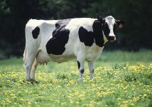 Friesian-Holstein.jpg