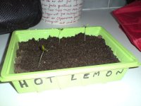 HotLemon080205s.jpg