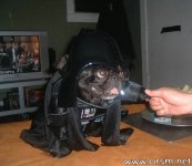 Vader Dog.jpg