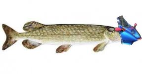 Esox lucius.JPG