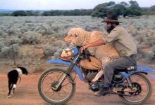 5719_a_man_and_a_sheep_on_a_motorcycle.jpg