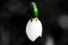 White-flower2.jpg