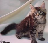 maine-coon_kitten.jpg