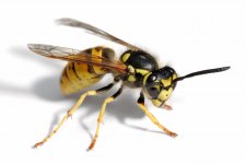 European_wasp_white_bg02.jpg