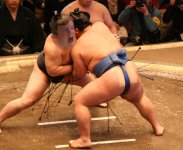 sumo.jpg