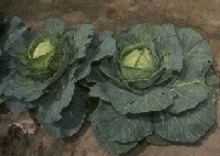 cabbage.gif