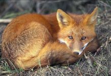 red-fox-sleeping.jpg