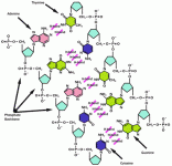 chemical-structure-dna.gif