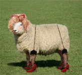 fishnet_sheep.jpg