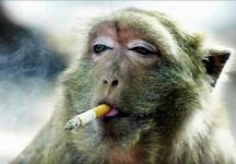 smoking_ape.jpg