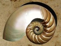 250px-NautilusCutawayLogarithmicSpiral.jpg