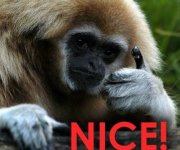 93061-thumbs%20up%20monkey3.jpg