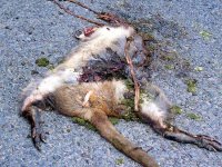 tasmanian-roadkill9.jpg