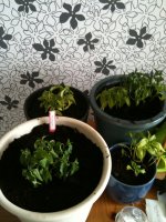 20100425.jpg