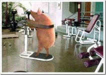 funny_fitness_pig[2].jpg