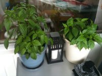 20100611.jpg