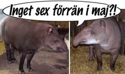 tapir.jpg