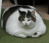 fatcat.jpg