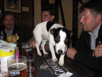 Dufftown The Royal Oak Dog.jpg