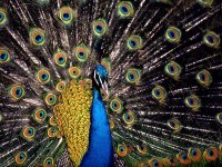 peacock_657_600x450.jpg