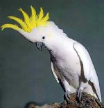 cockatoo-cages.jpg