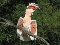 major-mitchell-cockatoo-pictures.jpg