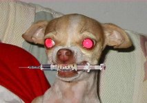 drugdog.jpg