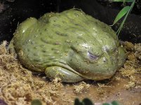 African_bullfrog.jpg