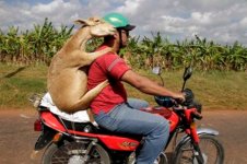 LAMB-ON-MOTORCYCLE.jpg