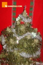 xmastree.jpg